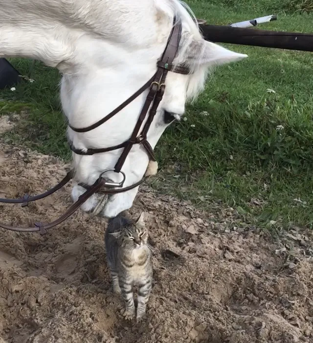 Pony Abbey en een poes samen in de wei