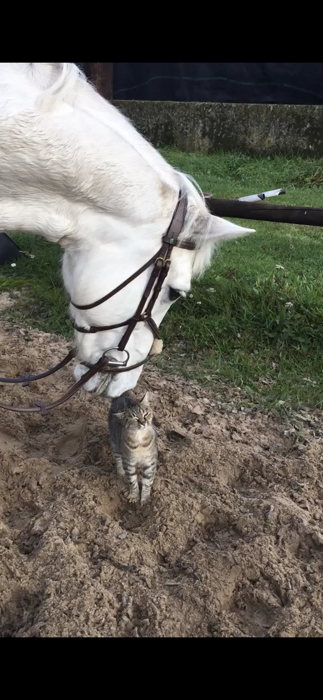 Pony Abbey en een poes samen in de wei