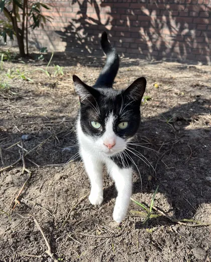 Poes Amy loopt door de tuin