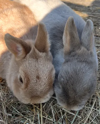 Konijnen Charlie en Angel