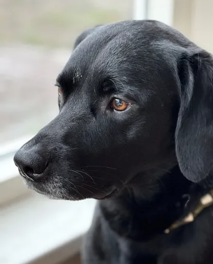 Hond Finn kijkt uit het raam