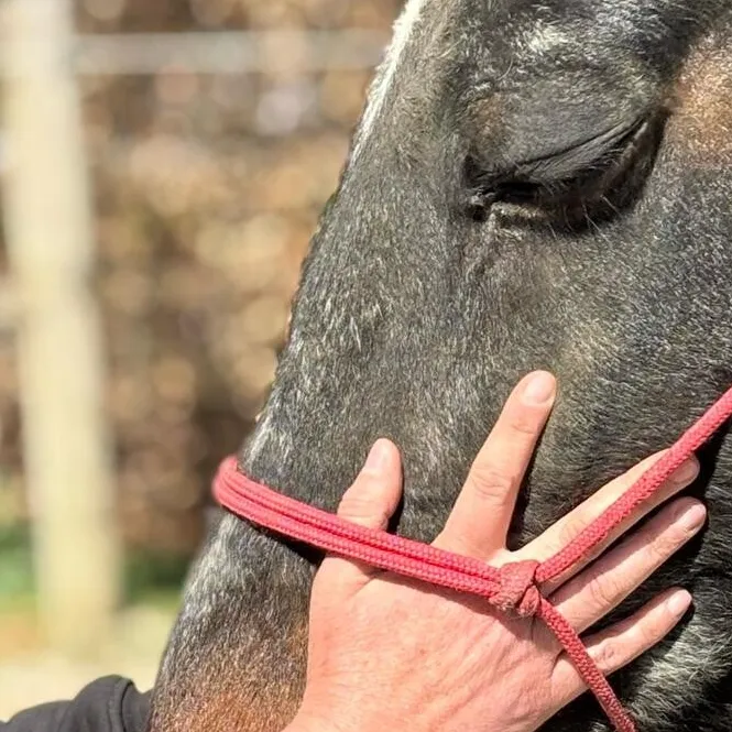 Een hand rust zacht op de neus van een paard