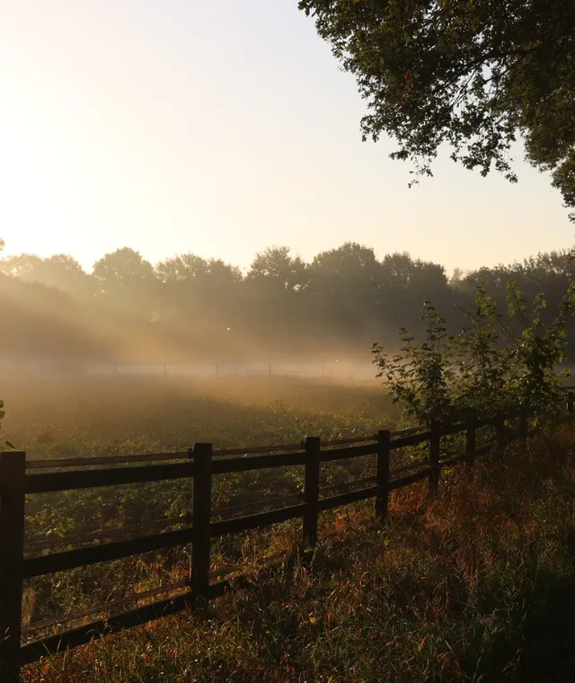 Mistige weide bij zonsopkomst