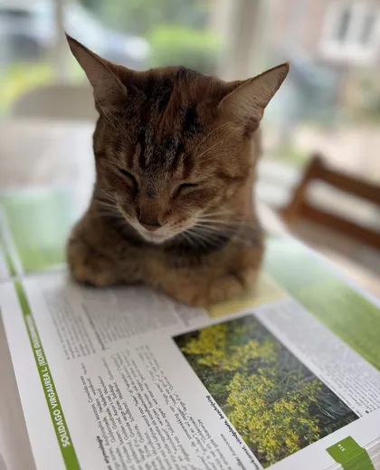 Kat Pien ligt op een boek over kruiden