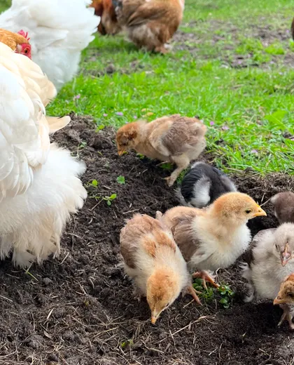 Kippen met kuikens in de tuin
