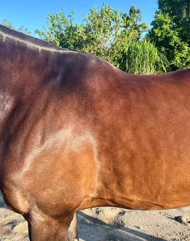Hetzelfde paard met een glanzende vacht, na de begeleiding