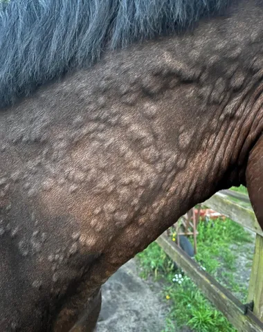 Paard met huiduitslag, voor de begeleiding