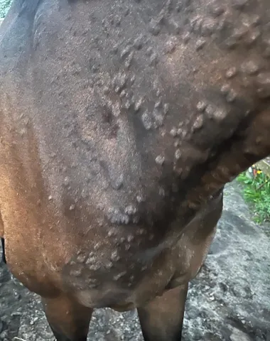 Close-up van de huiduitslag
