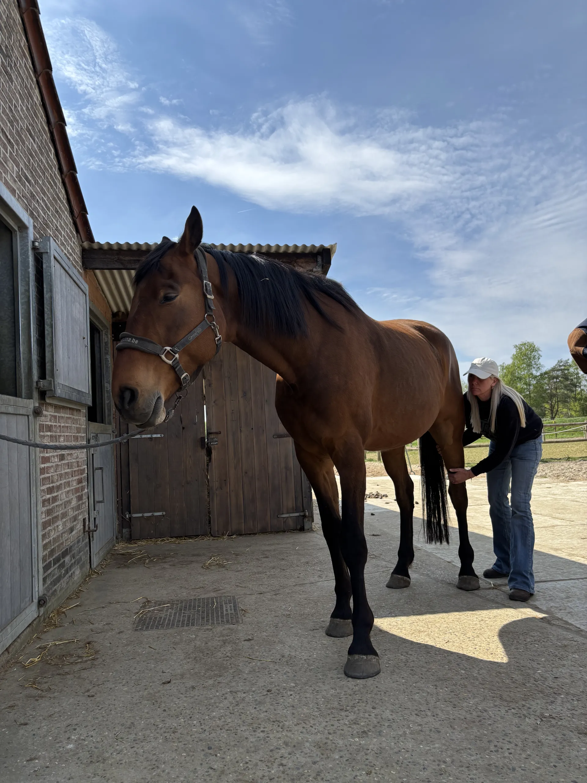 Angelique geeft acupressuur aan paard Rex op stal