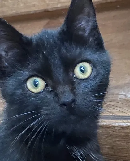 Kat Sam met grote groene ogen