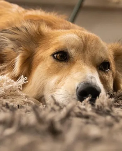 Hond Skye ligt op een kleed